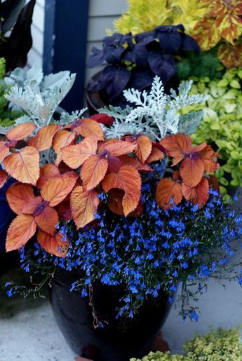 Cherry's containers, Day 1 - FineGardening Summer Planter, Container Garden Design, Garden Vines, Container Gardening Flowers, Fine Gardening, Dusty Miller, Have Inspiration, Container Gardening Vegetables, Garden Containers