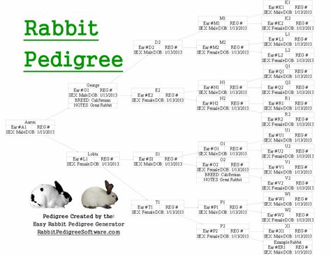 Rabbit Pedigree created using The Easy Rabbit Pedigree Generator Pedigree Worksheet, Rabbit Pedigree, Rabbit Anatomy, Show Rabbits, Rabbit Farm, Pedigree Chart, Raising Rabbits, Programing Software, Learning Ideas