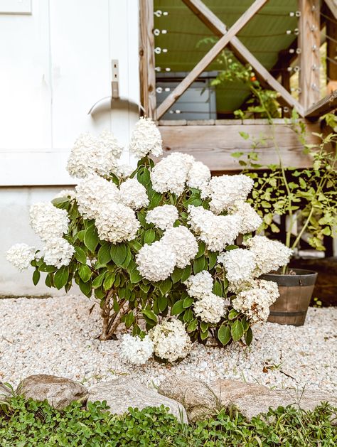 Pea Gravel In Flower Beds, White Pea Gravel Landscaping, Pea Gravel Flower Bed Ideas, Pebble Flower Bed, Pea Gravel Flower Bed, Gravel Flower Bed Ideas, Gravel Flower Bed, White Pea Gravel, Country Farmhouse Landscaping