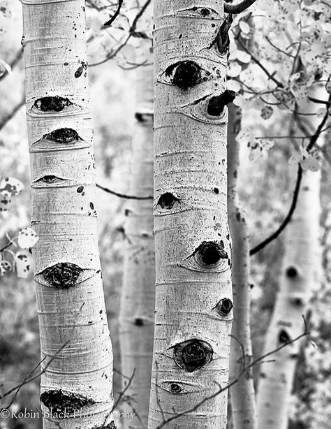 Tree With Eyes Drawing, Little Nightmares Concept Art, Tree Eyes, Tree Art Project, Jon Doe, Woodland Elf, Cinematic Shots, Poplar Tree, Birch Tree Art