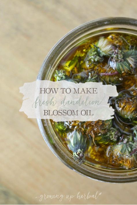 How To Make Fresh Dandelion Blossom Oil | Growing Up Herbal | Learn how to take fresh dandelion flowers and infuse them into an herbal oil. Herbal Pantry, Homemade Essentials, Herbs Medicine, Storing Herbs, How To Make Vinegar, Herbal Vinegar, Apothecary Products, Infused Vinegars, Flower Remedies