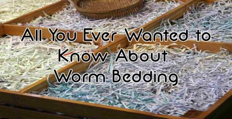 Worm Farm Diy, Worm Beds, Worm Farming, Meal Worms, Worm Bin, Cow Manure, Red Worms, Chicken Tractors, Worm Composting