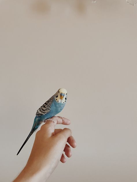 Pet Bird Aesthetic, Aesthetic Blurry Mirror Selfie, Love Birds Pet, Birds Pet, Parakeet Bird, Aesthetic Roses, Instagram Creative Ideas, Cute Glasses, Emotional Photography