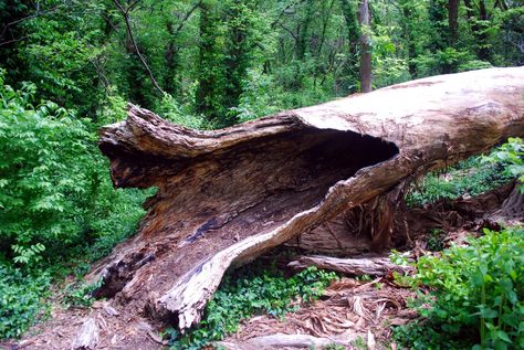 Hollow Log Ideas, Log Ideas, Tree Logs, Hollow Tree, Fallen Tree, Twisted Tree, Full Sail, Tree Trunks, The Trunk