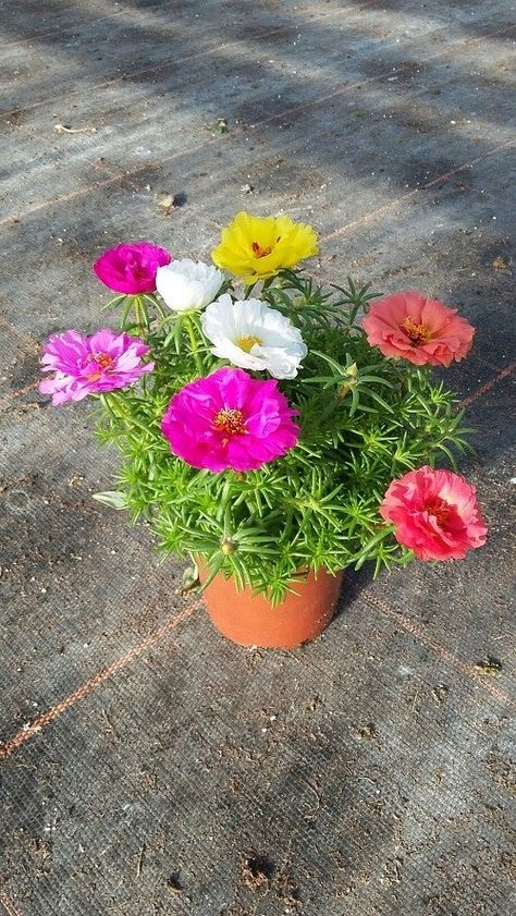 Portulaca Flowers Pots Ideas, Portulaca Flowers Planting Ideas, Heat Tolerant Flowers, Portulaca Flowers, Rose Companion Plants, Portulaca Grandiflora, Full Sun Flowers, Rose Plant Care, Window Box Garden