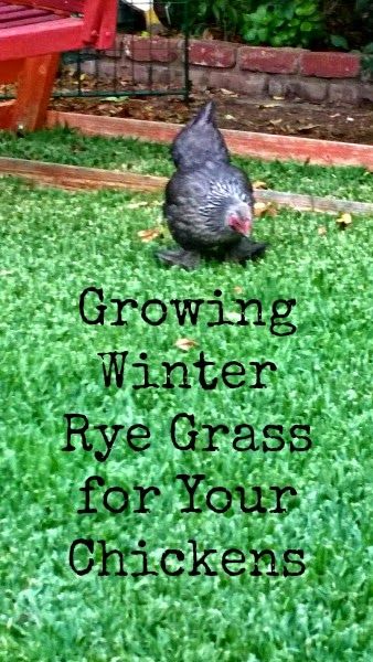 Growing Winter Rye Grass for Your Chickens @sunnysimplelife.com Plants For Chickens, Garden Lifestyle, Happy Chickens, Fodder System, Rye Grass, Chicken Coop Run, Urban Chickens, Backyard Chicken Farming, Raising Backyard Chickens