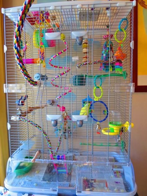 Bird Cage Ideas, Parakeet Care, Best Pet Birds, Budgie Cage, Cockatiel Cage, Diy Bird Cage, Parakeet Toys, Diy Bird Toys, Budgie Toys