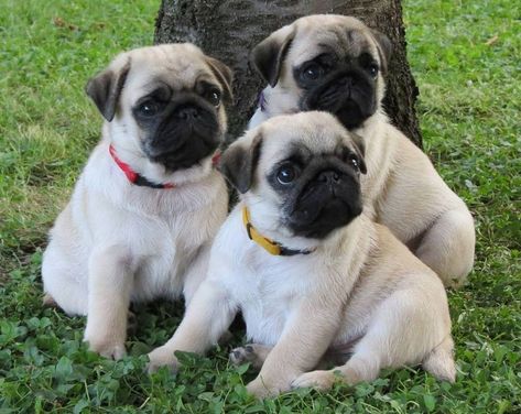 Pug Puppies For Sale | Carson City, NV Mops Dog, Pugs For Sale, Pug Puppies For Sale, Funny Pugs, Black Pug Puppies, Cute Pug Puppies, Fawn Pug, Pug Dogs, Pugs And Kisses