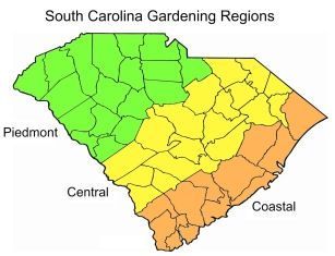 South Carolina Gardening Ideas, South Carolina Gardening, Gardening Therapy, What To Plant When, Dirt Therapy, Cabin Garden, When To Plant Vegetables, Growing Garlic, Garden Vegetable