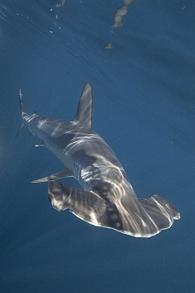 Hammerhead Shark Hammerhead Shark, In The Ocean, The Ocean, Swimming, Water