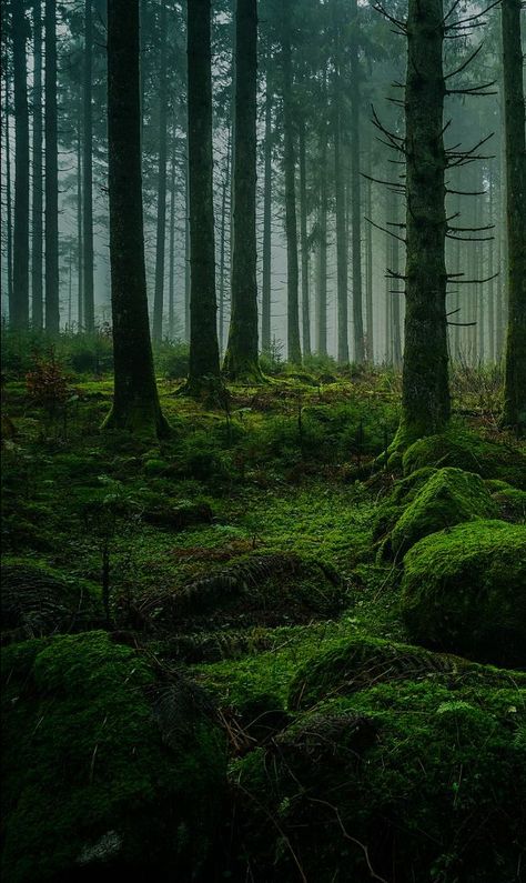 Black Forest Anna Dressed In Blood, Black Forest Germany, Germany Photography, Art Nouveau Illustration, Forest Scenery, Woods Photography, Scenery Photography, Mystical Forest, Forest School