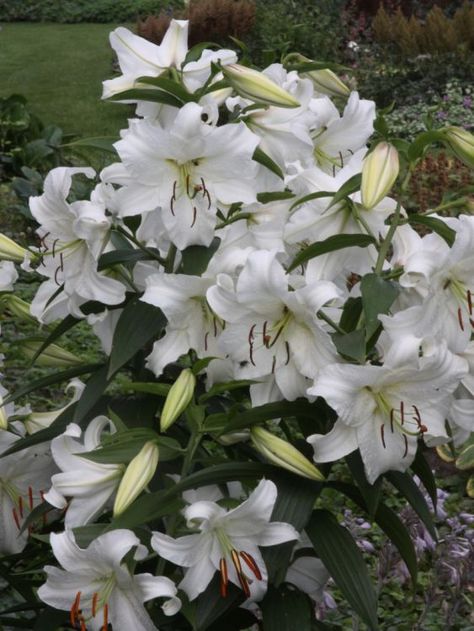 Cockle Shells, White Oleander, Lily Plant, White Lily Flower, Lily Garden, Snow In Summer, Gothic Garden, Lily Plants, Flower Meanings