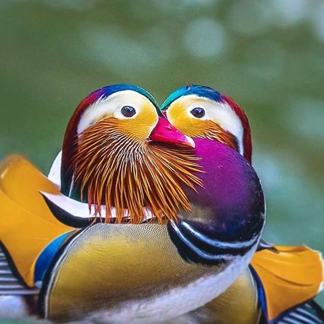 Featuring Standout Bird Pics on Instagram: “Mandarin Duck by @sagar___thapa . . #your_best_birds #bestbirdshots #best_birds_of_world #bird_brilliance #nfnl #elite_worldwide_birds…” Bird Pics, Regnul Animal, World Birds, Mandarin Duck, Most Beautiful Birds, Bird Supplies, Colorful Bird, Bird Pictures, Exotic Birds