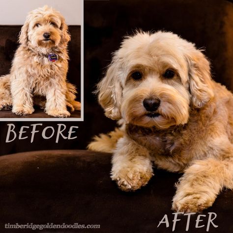 goldendoodle haircut before and after picture Goldendoodle Puppy Haircut, Cockapoo Grooming, Doodle Haircuts, Doodle Cuts, Doodle Grooming, Goldendoodle Haircuts, Goldendoodle Grooming, Puppy Haircut, Dog Grooming Styles