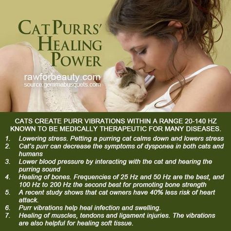 Cat Purr Healing, Purring Cat, Cat Purr, Bone Strength, Therapy Animals, Owning A Cat, Improve Mental Health, Healing Power, Lower Blood Pressure