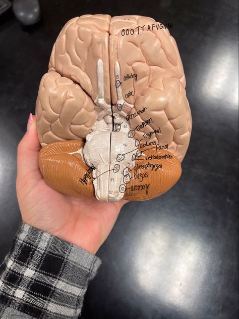 Cranial nerves made easy 1-12 12 Cranial Nerves, Brain And Cranial Nerves Human Anatomy, Cranial Nerves Function, Cranial Nerves Anatomy, Brain Ventricles Anatomy, Biology Facts, Cranial Nerves, Basic Anatomy And Physiology, Nursing School Motivation