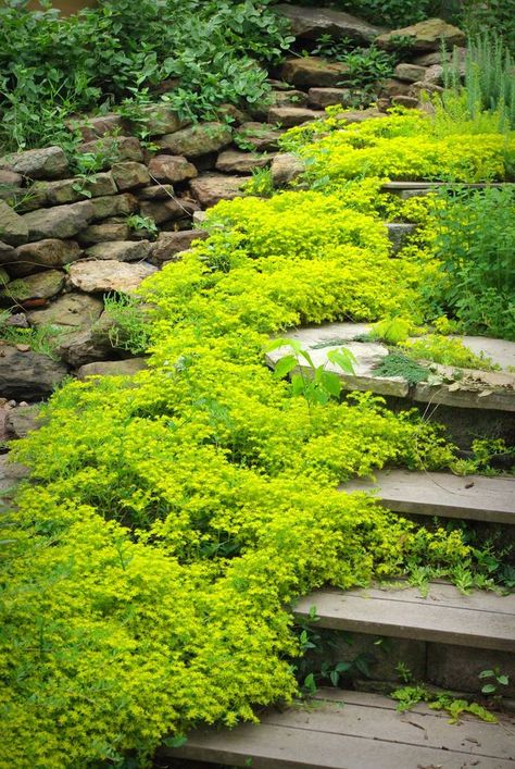 Plant a path with sedum sarmentosum - spreads rapidly - good for poor soils. Sedum Sarmentosum, Inexpensive Landscaping, Ground Cover Plants, Garden Pathway, Flowers Perennials, Garden Cottage, Ground Cover, Shade Garden, Rock Garden