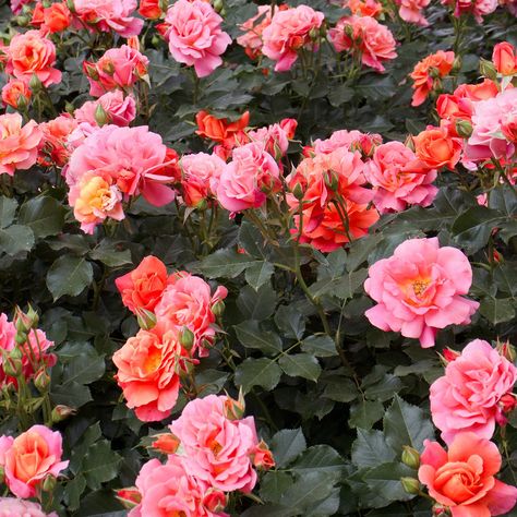 The Story Behind The Variegated Disneyland Rose – Roger's Gardens Tree In Backyard, Lark Ascending Rose, Red Drift Roses Landscape, Peach Drift Roses, Disneyland Rose, Carmel Antike Garden Rose, Disney Names, Rose Tree, Rogers Gardens