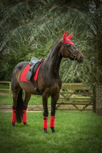 LeMieux Coral Red Matching Set LeMieux Pro Sport Luxury Suede Dressage Square Saddle Cloth Pad with matching fly veil and bandages in the popular coral red. #horses #matchymatchy #dressage #horseriding #equestrian #lemieux Lemieux Matchy Sets, Lemieux Set, Lemieux Saddle Pads, English Tack Sets, English Horse Tack, Funny Horse Videos, Horse Coat Colors, English Tack, Show Jumping Horses