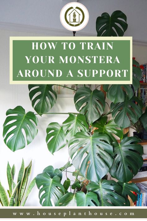 If you've got a monstera in your life and it's growing out of control, using a support with your plant is a game changer. It's an integral part of monstera plant care for me and can help your plant look its best but also support it's new growth and help keep your plant happy. There are a few options to choose from so click through to read the post and I hope you enjoy! Hanging Monstera Deliciosa, Support For Monstera Plant, Overgrown Monstera Plant, Huge Monstera Plant, Staking Monstera Plant, How To Care For A Monstera Plant, Diy Monstera Trellis, Monstera Plant Pot Ideas, Big Monstera Plant