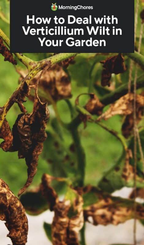 How to Deal with Verticillium Wilt in Your Garden Verticillium Wilt, Common Garden Plants, Garden Problems, Vegetable Benefits, Home Decor Diy Crafts, Inside Garden, Vegetable Garden Raised Beds, Dont Lose Hope, Dogwood Trees