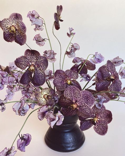 Julia Griffin on Instagram: “I had to have these orchids from @nordlie_floral_detroit this week. How cool are they?!?” Vanda Orchids Arrangement, Dark Whimsigoth, Brooklyn Interior, Elopement Venues, Oncidium Orchids, Styled Shoot Ideas, Chicago History Museum, Vanda Orchids, Orchid Arrangements