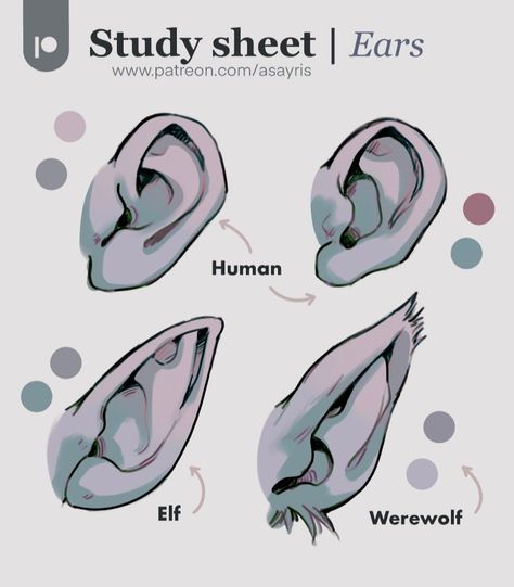 Form Drawing, Wolf Ears, Art Advice, Ear Design, Female Pose Reference, Body Reference, Hair Reference, Art Tutorials Drawing, Digital Art Tutorial