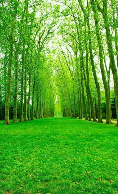 Green Scenery, Photoshop Backgrounds Backdrops, Grass Wallpaper, World Most Beautiful Place, Nature Background Images, Green Screen Background Images, Best Photo Background, Dslr Background Images, Places In The World