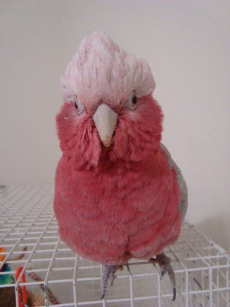 Rose-breasted Cockatoo.... if i had a bird, this would be it, and an African Grey Parrot :) Galah Parrot, Galah Bird, Pink Galah, Silly Bird, Galah Cockatoo, Australian Parrots, Cutest Animals On Earth, Yellow Circle, Animal Behaviorist