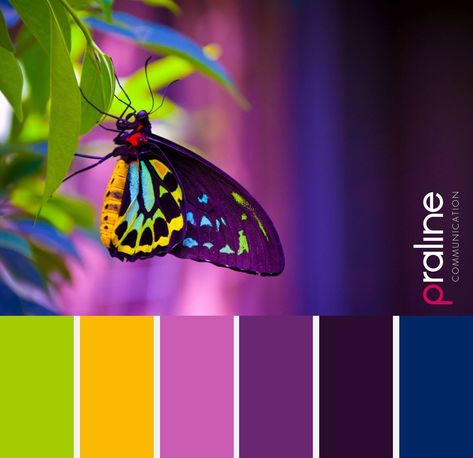 Butterfly Color Scheme, Butterfly Pallet Color Palettes, Butterfly Colour Palette, Butterfly Color Palette, Color Cube, Color Catalog, Color Schemes Colour Palettes, Color Palette Bright, Color Palette Design