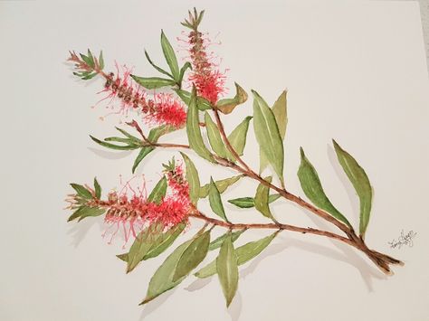 Brush Drawing, Line Sketch, Bottle Brush Trees, Tree Drawing, Australian Art, Bottle Brush, My Garden, Botanical Illustration