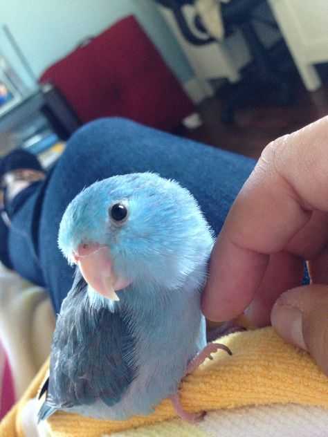 Posey the Pacific Blue Parrotlet :) Pacific Parrotlet, Parakeet Bird, Budgie Parakeet, Funny Parrots, Crazy Bird, Finches, Parakeets, Funny Birds, Pet Bird