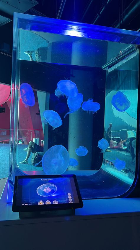 traveling  jellyfish tank Jellyfish Pet, Mha Dorm, Rare Pets, Water Spells, Pet Jellyfish, Jellyfish Aesthetic, Park Pics, Aesthetic Jellyfish, Bedroom Things