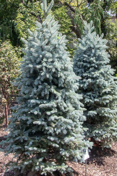 Nursery Landscape, Blue Spruce Tree, Plant Library, Baby Blue Eyes, Landscaping Around House, Picea Pungens, Spruce Christmas Tree, Front Garden Landscape, Silvery Blue