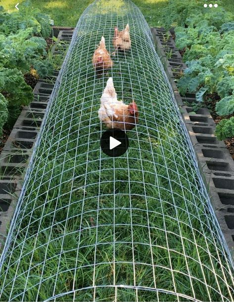 Chicken Tunnels, Chicken Perches, Chicken Roost, Chicken Coop Garden, Backyard Chicken Coop Plans, Backyard Chicken Farming, Chicken Run, Vegetable Garden Diy, Chicken Garden