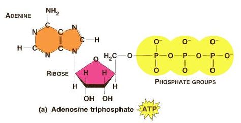 Adenosine Triphosphate Primordial Soup, Adenosine Triphosphate, Biology, Comics