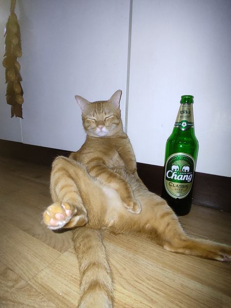 Alcohol Funny, Drunk Cat, Purple Drinks, Cat Stands, Cat Drinking, Cute Cats Photos, Cat Boarding, Ginger Cats, Funny Cute Cats