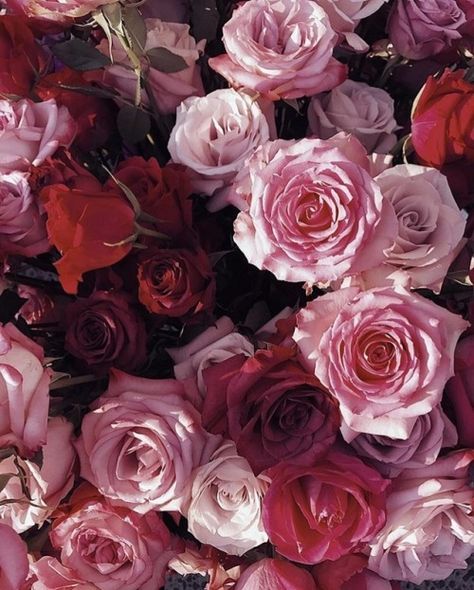 Red Roses Photography, Pink Roses Aesthetic, Red Roses Aesthetic, Roses Photography, Pink And Red Roses, Roses Aesthetic, Red And Pink Roses, Rosé Aesthetic, Beauty Wallpaper