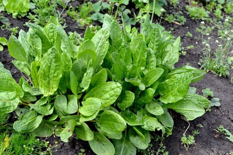 Sorrel Plant, Plant Herbs, Perennial Vegetables, Thriving Garden, Culinary Herbs, Herb Pots, Fruit Seeds, Better Homes And Garden, Tomato Seeds