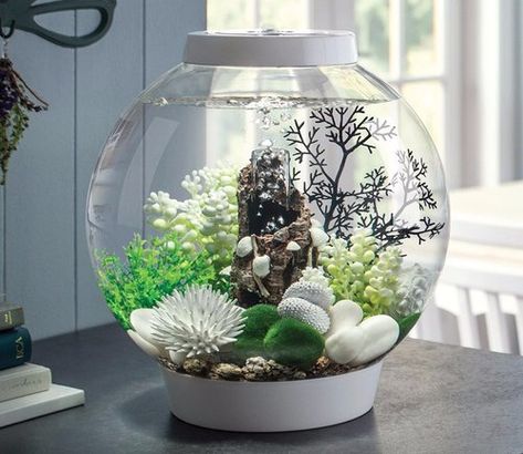 Turtle Enclosure, Wall Aquarium, Fish Tank Themes, Goldfish Bowl, Aquarium Lighting, Cute Bedroom Ideas, Aquarium Design, Aquarium Fish Tank, Aquarium Fish