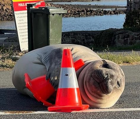 Funny Seals, Harp Seal, Elephant Seal, Baby Seal, Little Critter, Silly Animals, Cutest Thing Ever, Tasmania