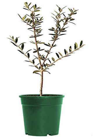 Arbequina Olive Tree, 6-inch pot Olive Tree Indoor, Arbequina Olive Tree, Indoor Olive Tree, Potted Olive Tree, Meyer Lemon Tree, Olive Plant, Tree Indoor, Plant Help, Pothos Plant