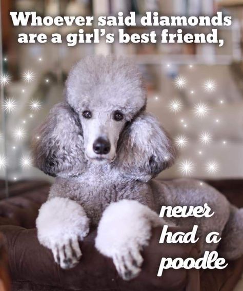 Poodle Quotes, Standard Poodle Cuts, Poodle Card, Poodle Haircut, Poodle Cuts, Poodle Mom, White Poodle, Poodle Grooming, Vintage Poodle