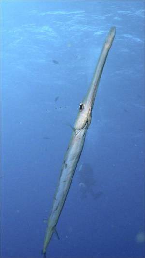 trumpet fish Trumpet Fish, Jacques Yves Cousteau, Water Creatures, Beneath The Sea, Deep Sea Creatures, Water Surface, Beautiful Sea Creatures, Sea Slug, Underwater Creatures