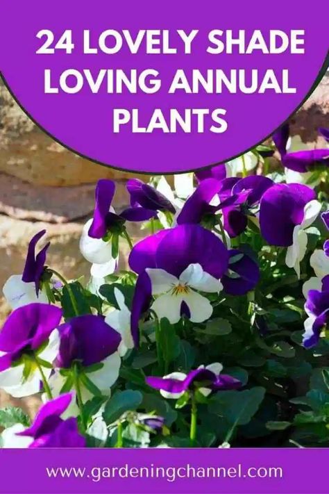 24 Best Shade Loving Annual Plants and Flowers to Grow - Gardening Channel Shade Annual Flowers, Annual Flowers For Shade, Larkspur Plant, Flowering Shade Plants, Plants That Like Shade, Garden Redesign, Plants That Love Shade, Part Shade Plants, Purple Perennials