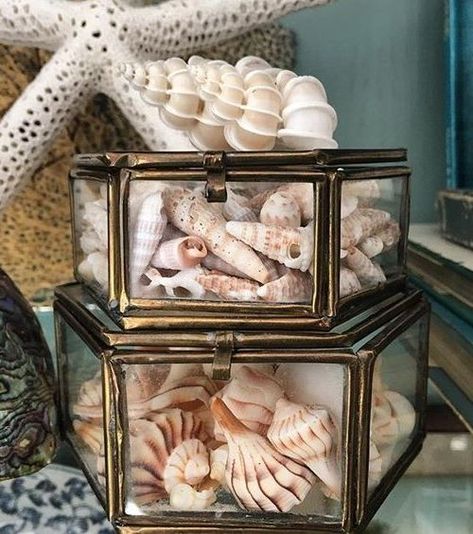 How to Display Seashell Collections | Ideas, Inspiration  Pictures Shell Displays, Seashell Display, Tiny Shells, Shell Display, Seashell Decor, Shell Yeah, Collection Displays, Shell Ideas, Seashell Projects