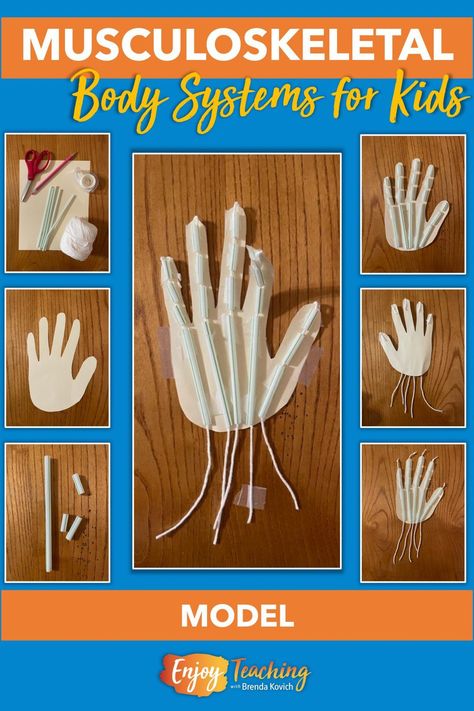 Build this model of the musculoskeletal system to show your students how bones and muscles work together. Read more at Enjoy-Teaching.com. Musculoskeletal System Projects, Skeletal And Muscular System Activities, Muscle System Projects, Elementary Bones Lesson, Bone Activities, Muscular System Project, Eagle Anatomy, Muscular System For Kids, Muscular System Activities