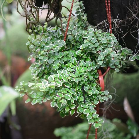 creeping fig plant Creeping Indoor Plants, Creeping Fig Plant, Plants For Indoors, Creeping Fig, Ficus Pumila, Fig Plant, Jasmine Plant, Golden Pothos, English Ivy