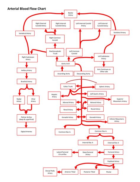 Flow Chart.pdf - How to create a Flow Chart? Download this Flow Chart template now! Coronary Circulation Flow Chart, Physiology Wallpaper, Arteries Anatomy, Nursing School Studying Cheat Sheets, Pt School, Abdominal Aorta, Flow Chart Template, Medicine Notes, Basic Anatomy And Physiology