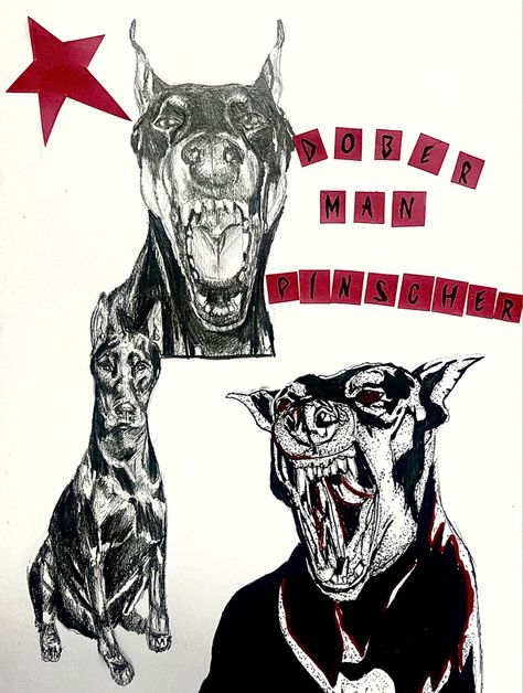 Dobermann drawing collage Doberman Pinscher Art, Doberman Drawing Sketch, Doberman Pinscher Drawing, Doberman Sketch, Doberman Painting, Doberman Drawing, Doberman Art, Aggressive Dogs, Drawing Collage